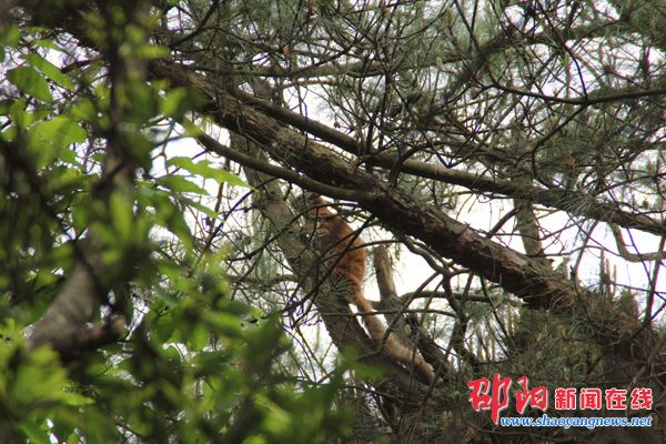 城步首次拍摄到野生红白鼯鼠 - 邵阳新闻在线