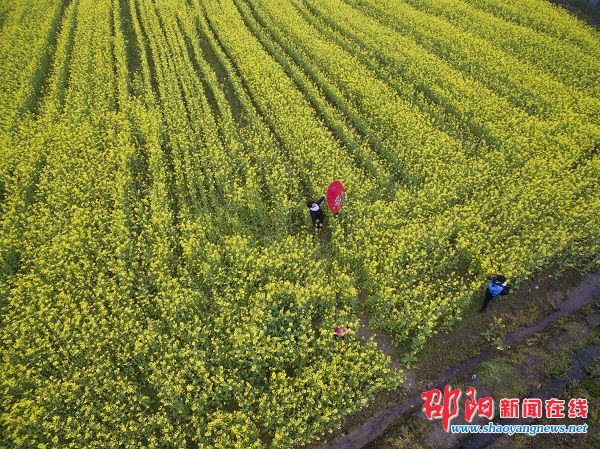 新邵县潭府乡杨亦村五百余亩油菜花吸引大批拍客采风
